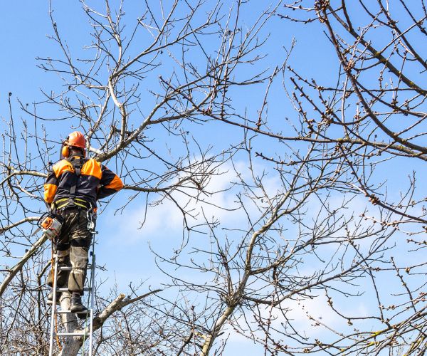 Tree Removals Noosa Tree Removal