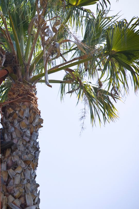 Palm Tree Pruning1